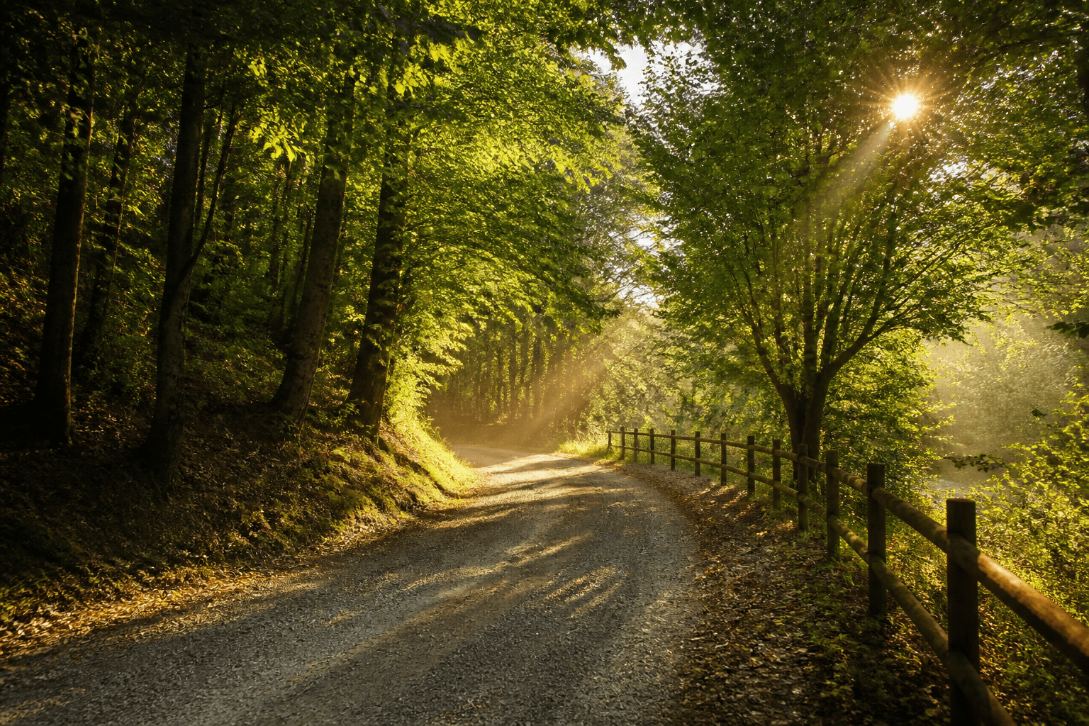 A sunlit woodland path beside a rustic fence