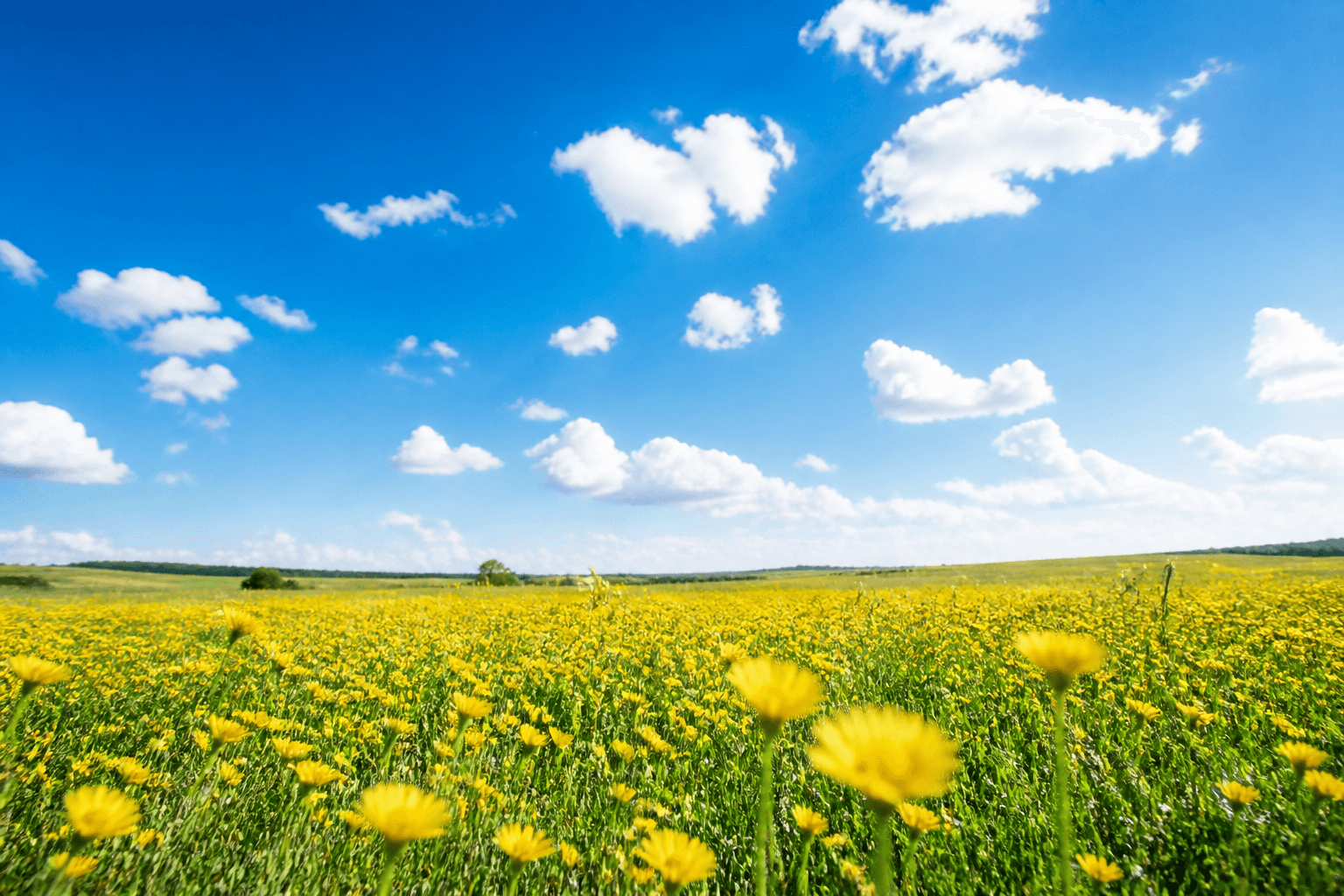 A bright field of yellow wildflowers beneath blue sky